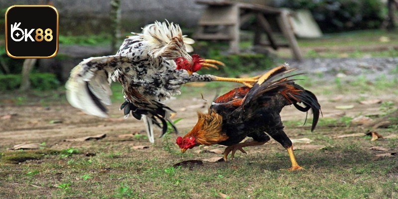 Luật Chơi Đá Gà Cựa Sắt Miền Tây Chi Tiết Tại OK88